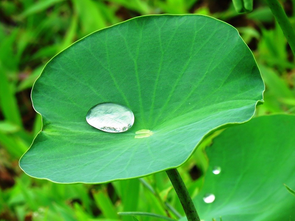 Lotus leaf inspires scientists to create world’s first self-cleaning metals Lotus leaf inspires scientists to create world’s first self-cleaning metals