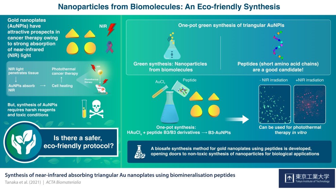 Striking Gold: Synthesizing Green Gold Nanoparticles for Cancer Therapy with Biomolecules Striking Gold: Synthesizing Green Gold Nanoparticles for Cancer Therapy with Biomolecules