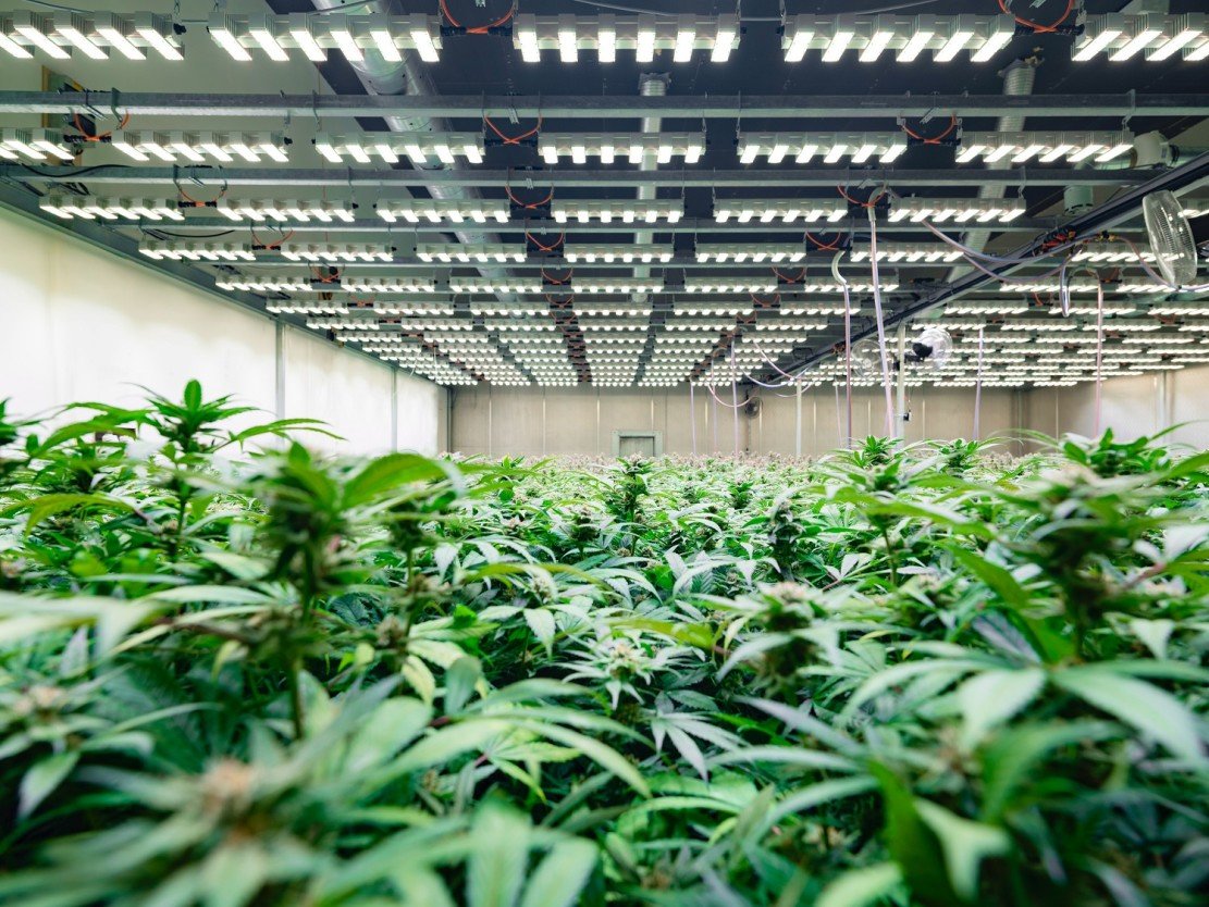 It’s all in the mix – ams Osram presents white LED for highly efficient horticulture lighting